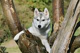 SIBERIAN HUSKY 849